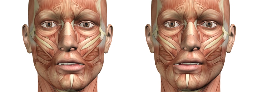 Esquema del musculatura del rostro