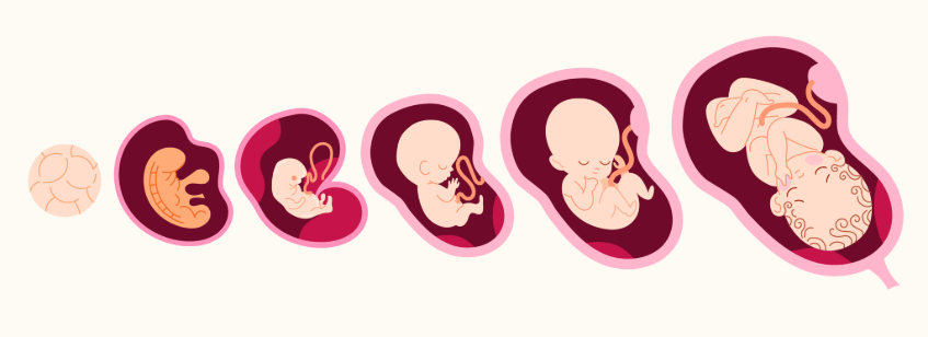 proceso de crecimiento del feto